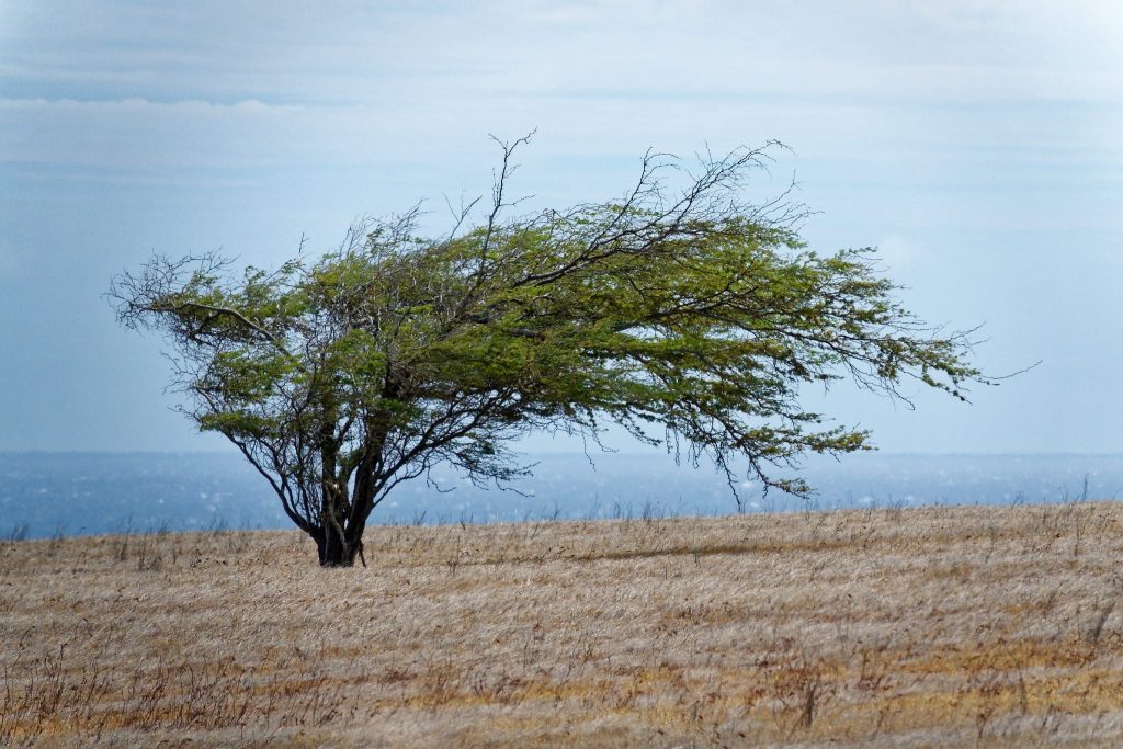 Arbre poussant de façon étrange à cause du vent permanent