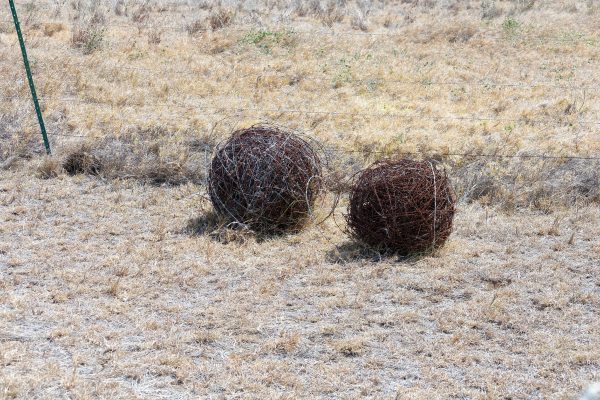 De grosses boules de fil barbelé rouiilé au coin d'une prairie