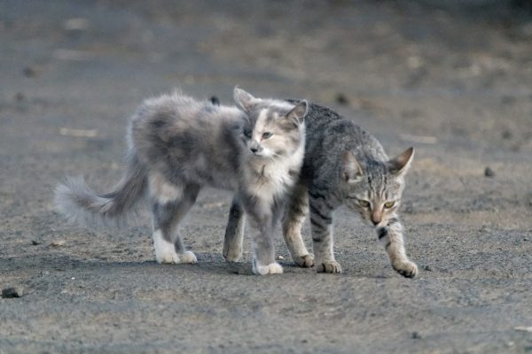 Deux jeunes chats en maraude