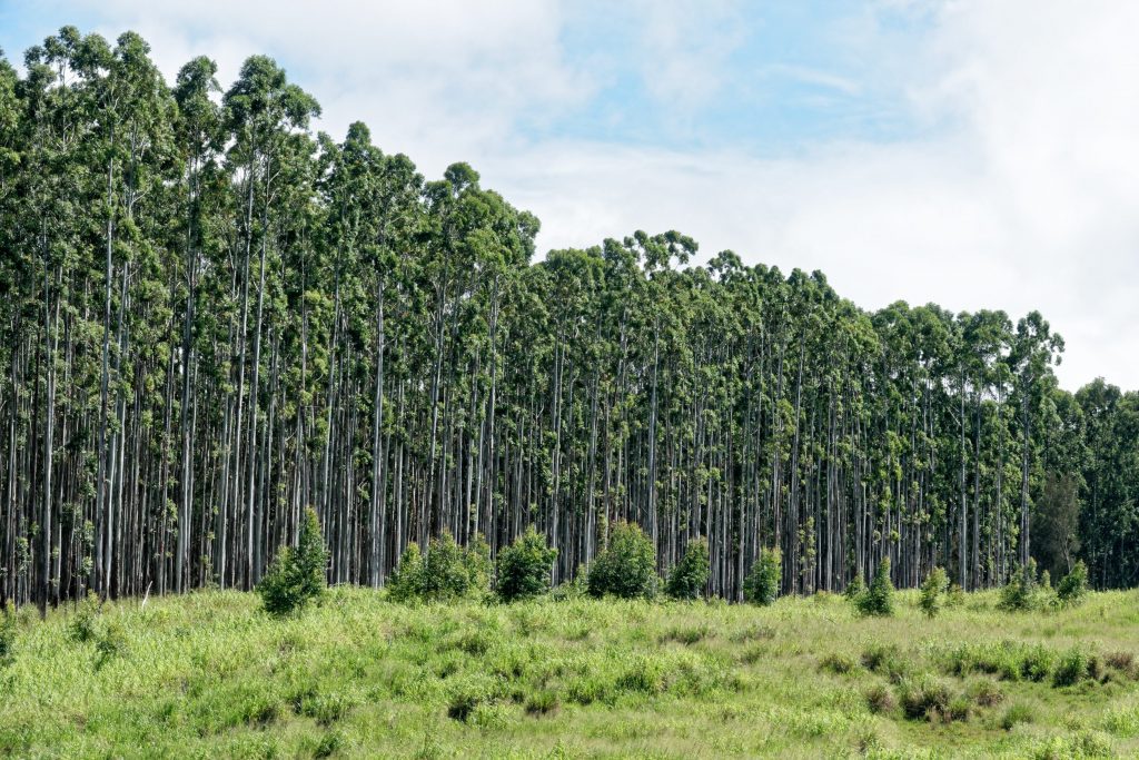 Les forêts d'eucalyptus, plantées par l'homme