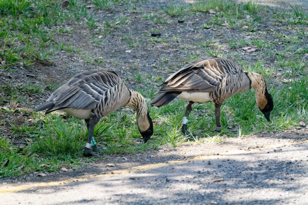 Un couple de nēnē sur le parking