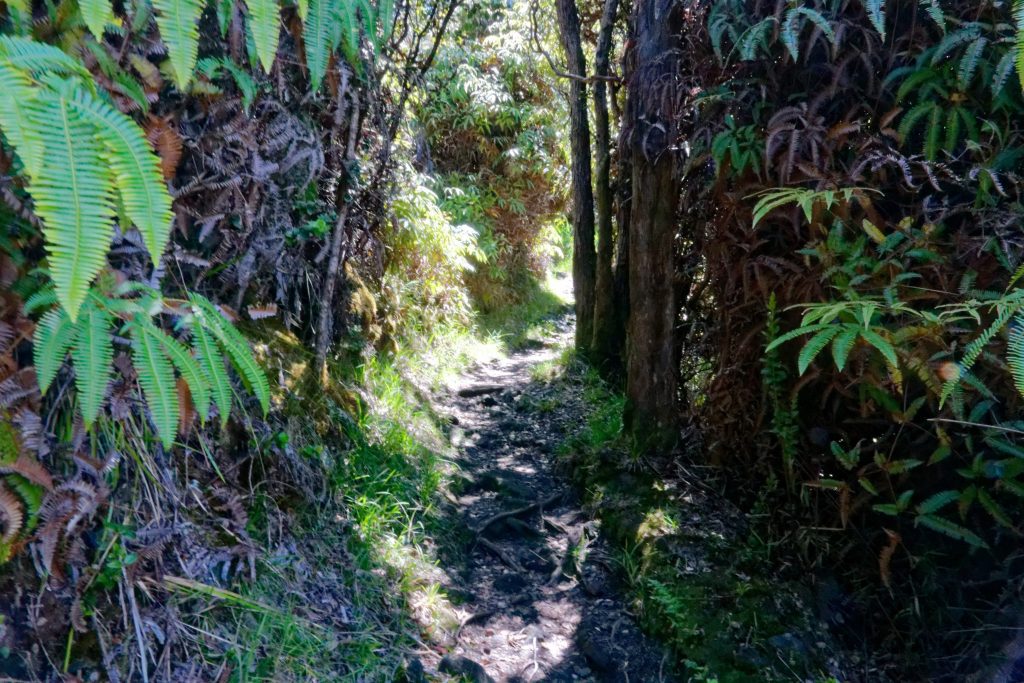 Le sentier ombragé qui mène au Pu'U HuluHulu