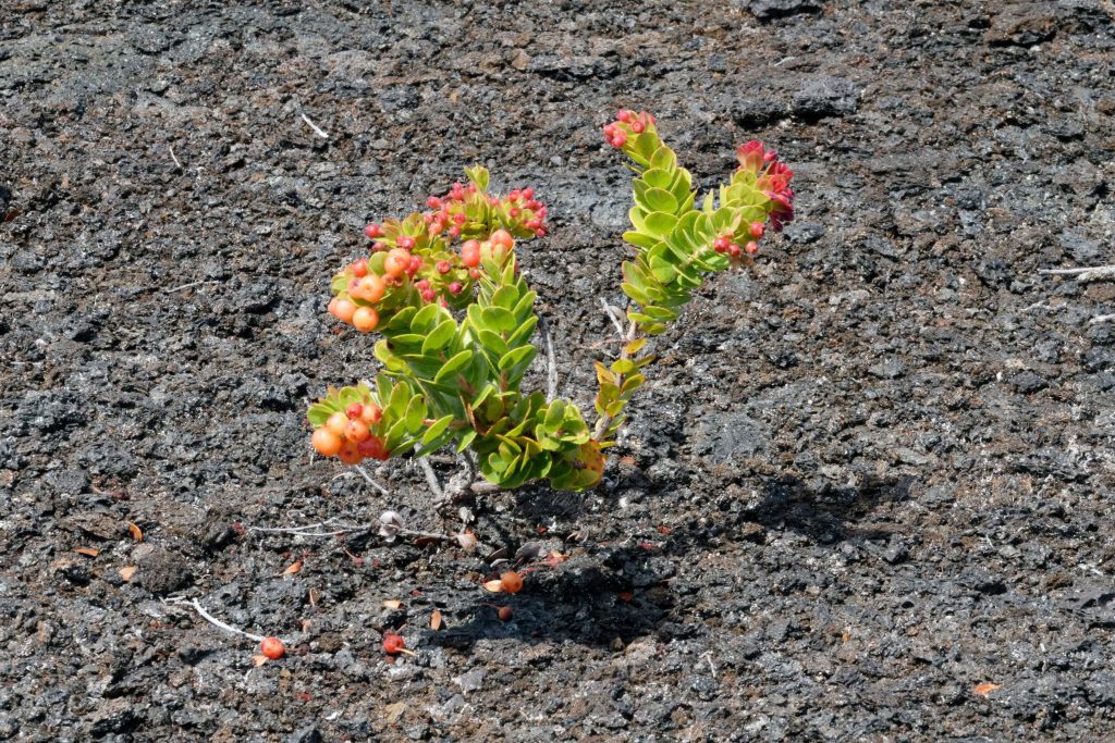 Les petites pousses de ʻōhiʻa au sen des coulées de lave solidifiées