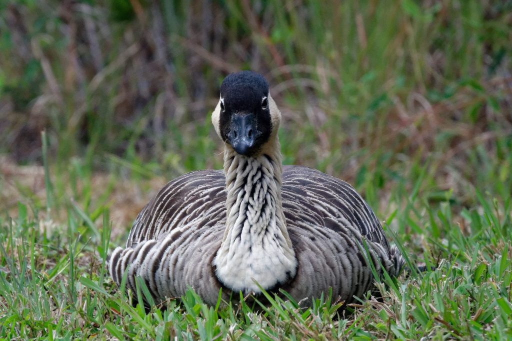 Une nene paisblement couchée sur l'herbe