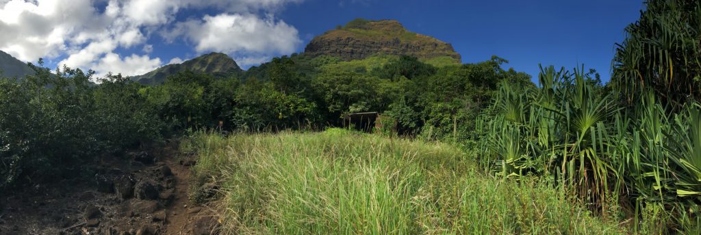 Les vestiges d'une terrasse agricole sur laquelle était cultivé le taro