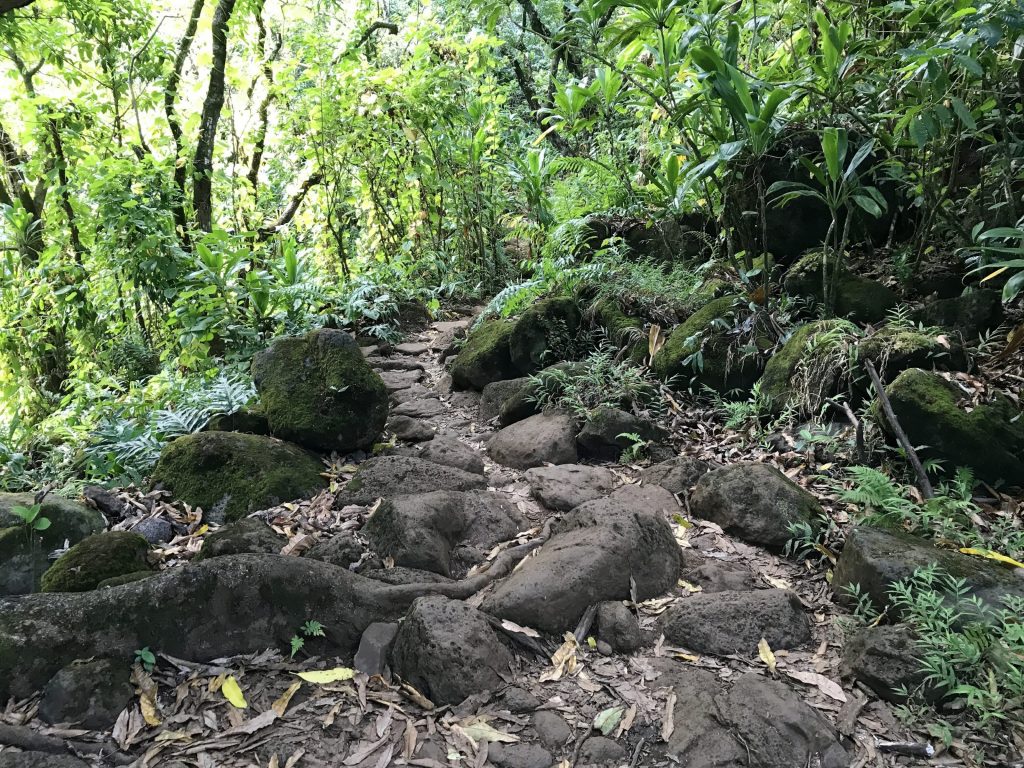 Le sentier dans la forêt serpente sur de gros rochers