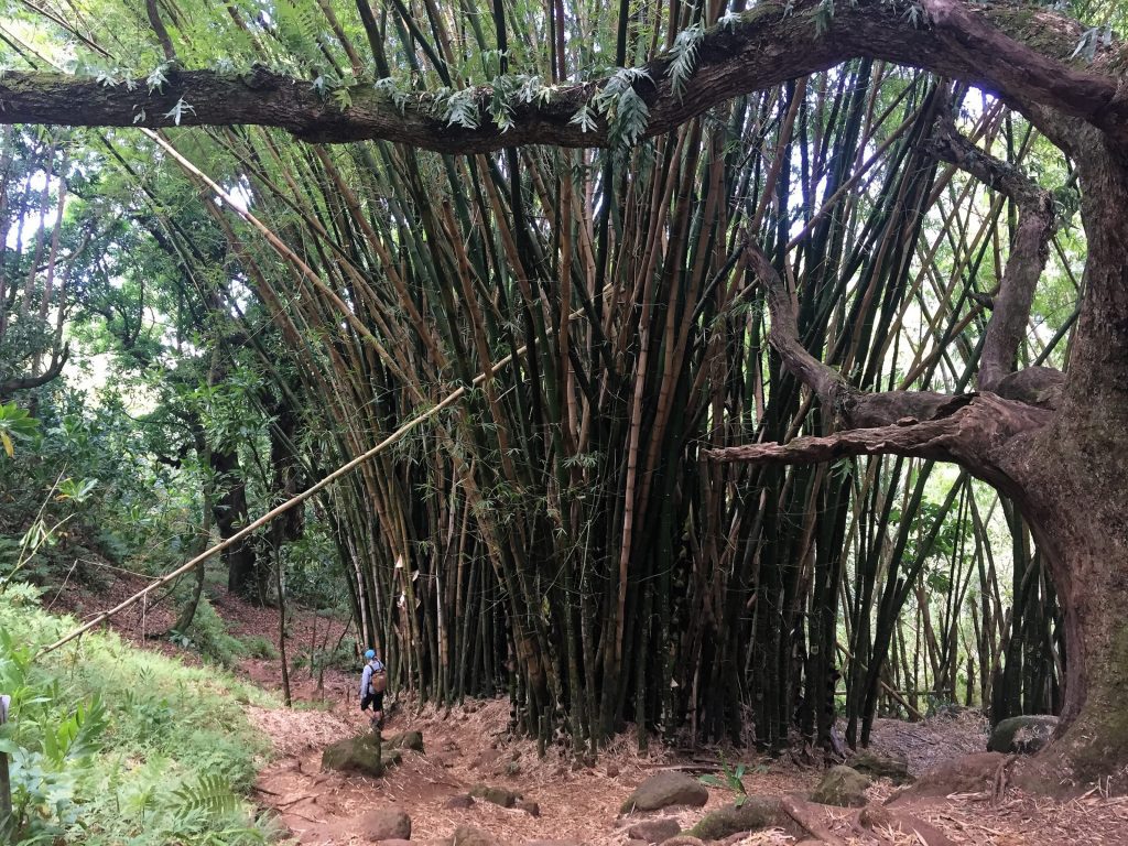 Un massif de bambous géants