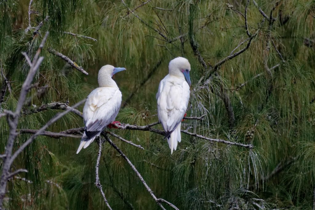 Couple de fous à pattes rouges