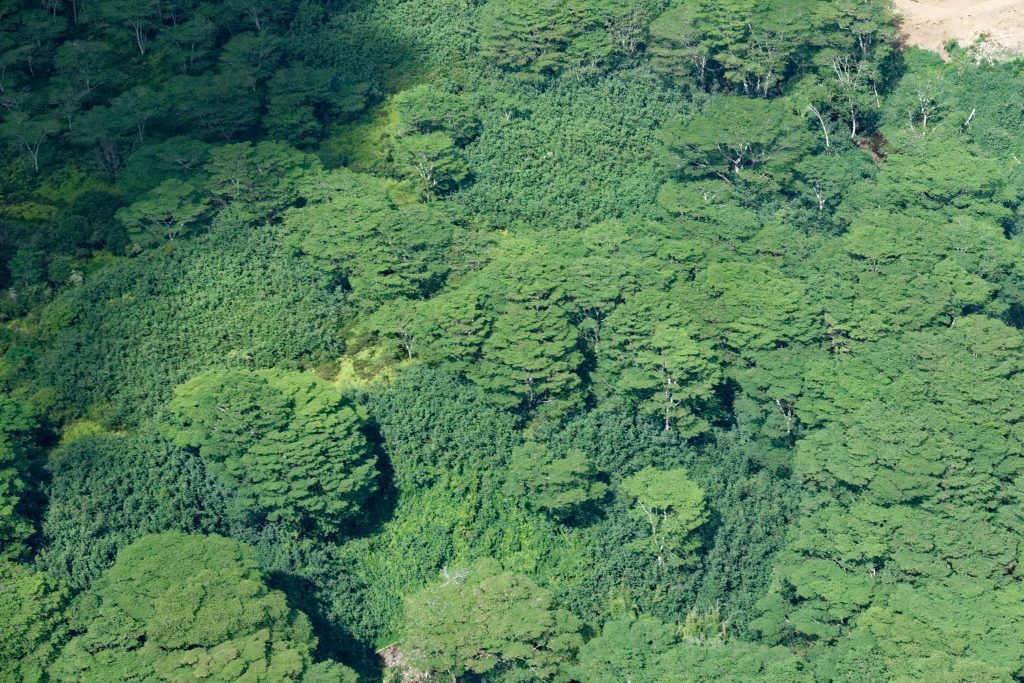 Une forêt d'albizias à Kauai