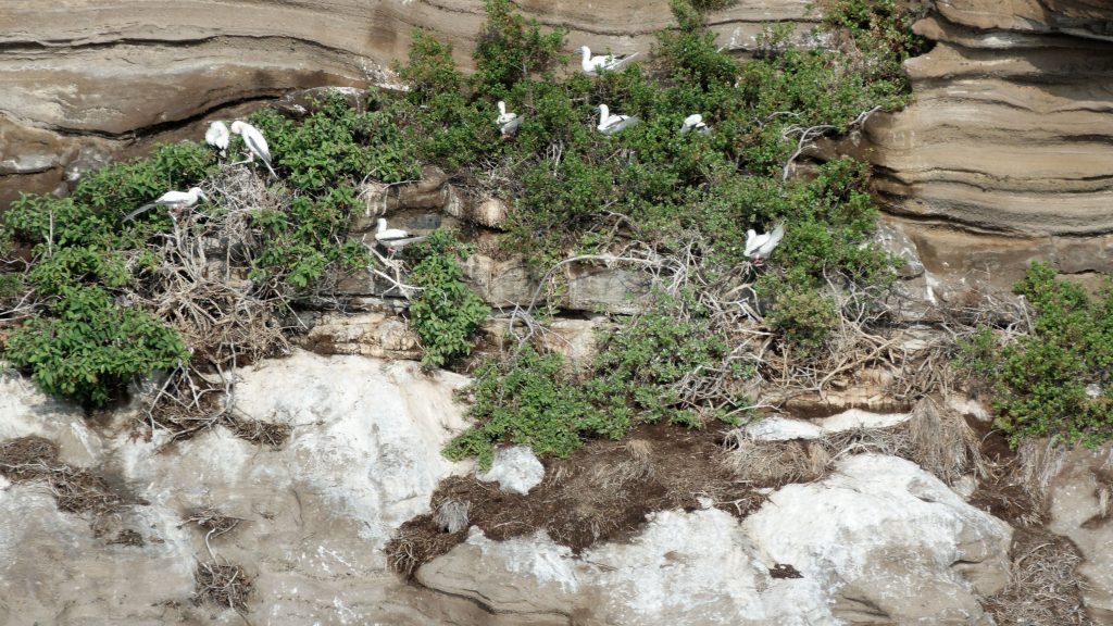 Nichées de fous à pieds rouges sur les falaises de Lehua Nichées de fous à pieds rouges sur les falaises de Lehua