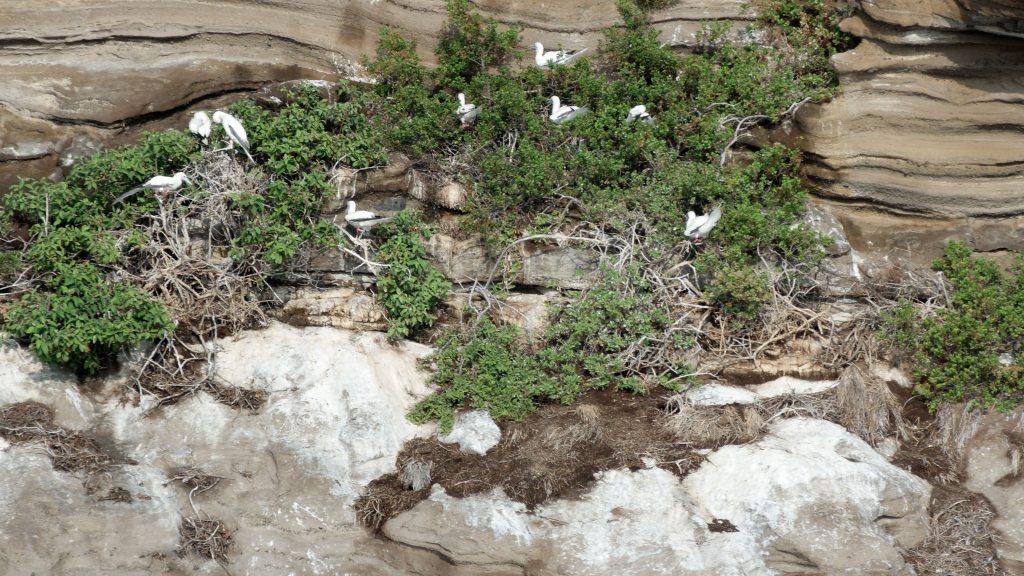 Nichées de fous à pieds rouges sur les falaises de Lehua