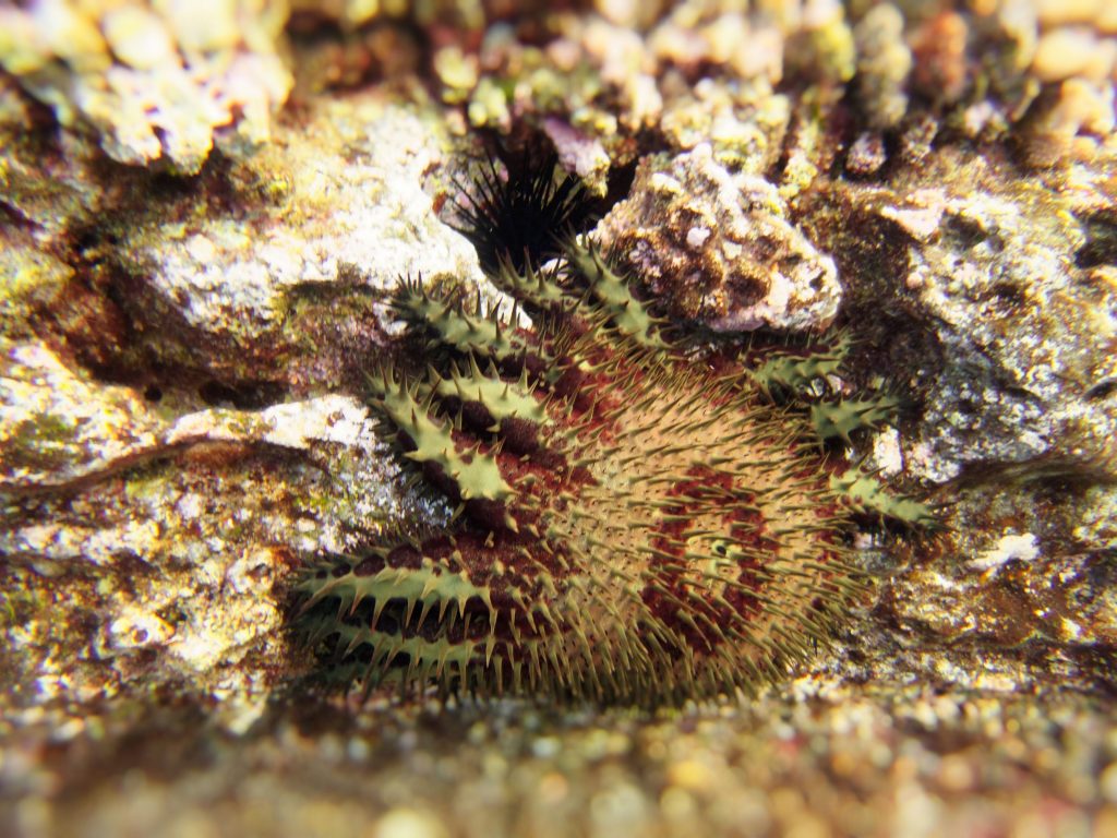 Acanthaster planci Acanthaster planci