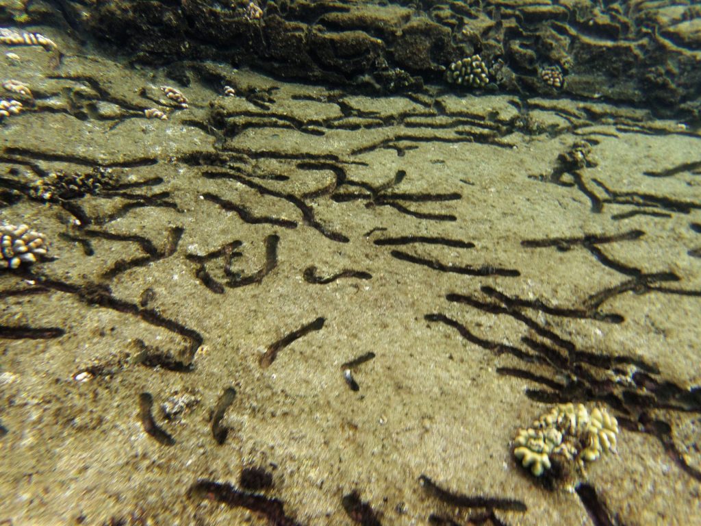 Les mystérieuses traces su fond marin à Lehua Les mystérieuses traces su fond marin à Lehua