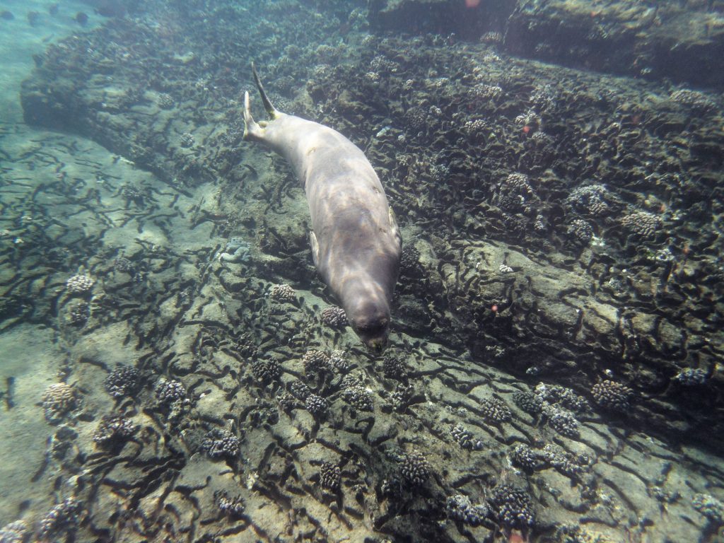 Un phoque moine de Hawaii