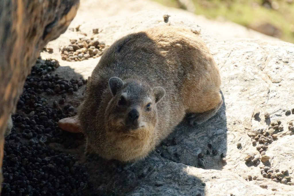 Pas farouche le petit animal Un Daman du Cap vu de près