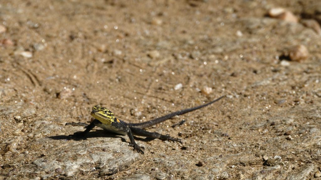 Ce petit lézard file comme l'éclair devant la photographe... Un lézard à tête jaune et noir