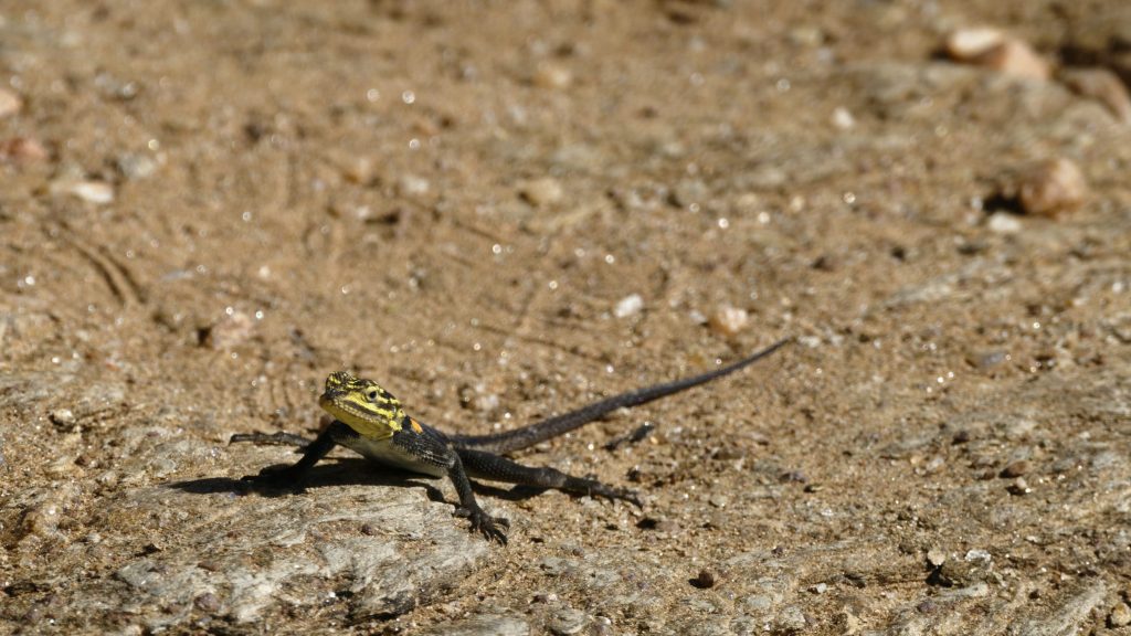 Un lézard à tête jaune et noir